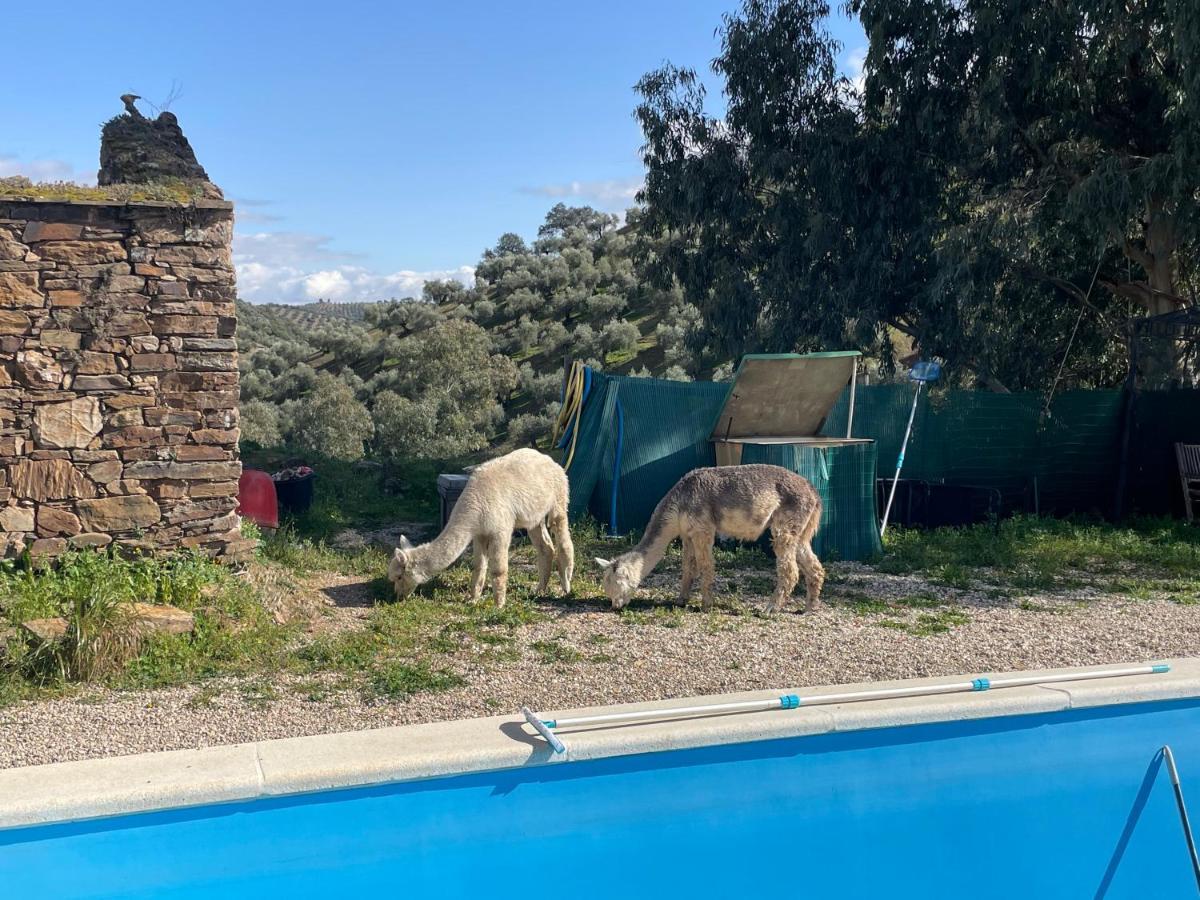 Appartement Experience Alpacas In Andalucia à Cordoue Extérieur photo