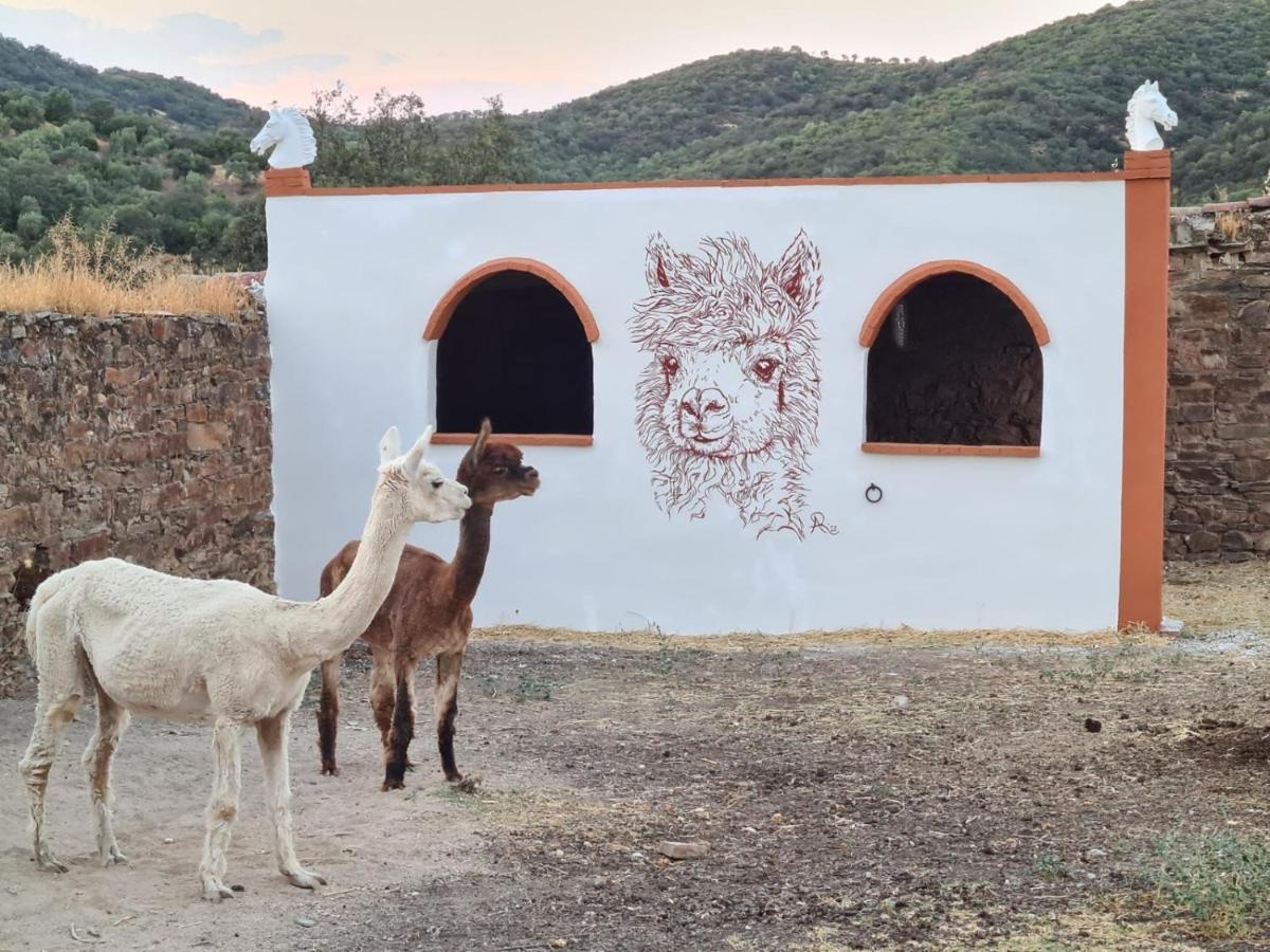 Appartement Experience Alpacas In Andalucia à Cordoue Extérieur photo